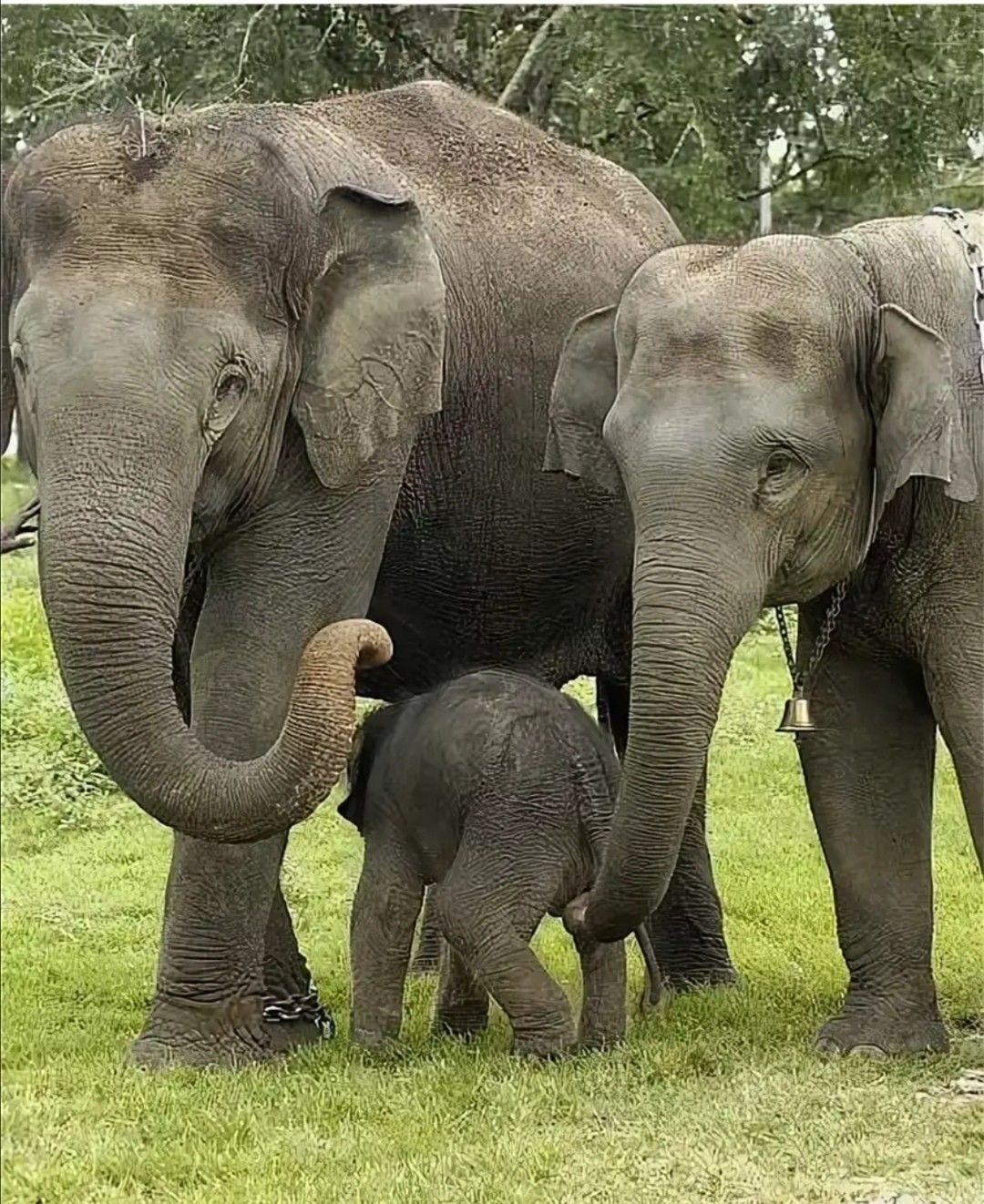 Какой тип слона